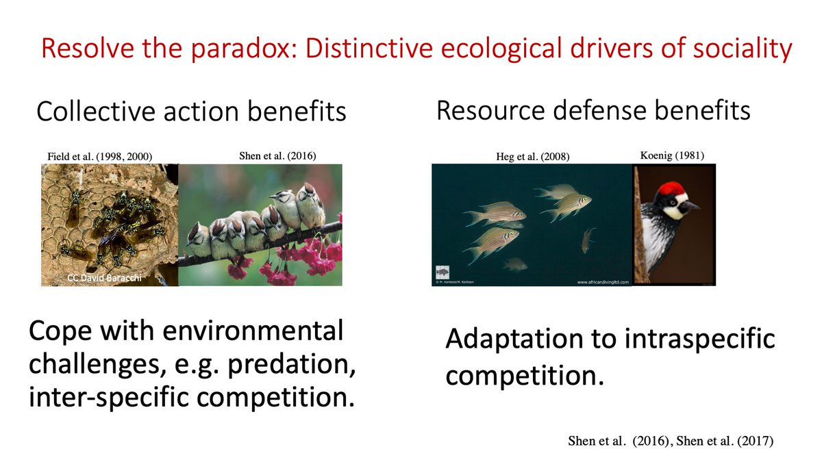 3/15 We propose the dual-benefits framework for resolving this paradox, including two types of ecological drivers– resource-defense benefits deriving from group‐defended resources and collective-action benefits resulting from social cooperation among group members.  #AnimBehav2021