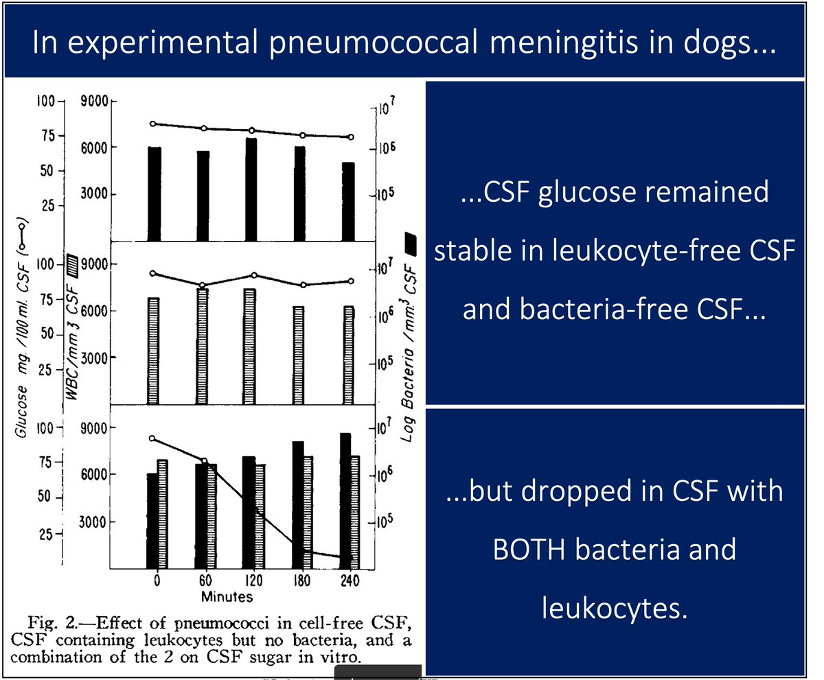 5/But bacterial consumption likely isn't sufficient. For example, in 1961 Petersdorf and Harter reported that the fall in CSF glucose was attenuated in leukopenic dogs, even as the bacterial burden increased. ☞ WBCs appear necessary. https://pubmed.ncbi.nlm.nih.gov/13734793/ 