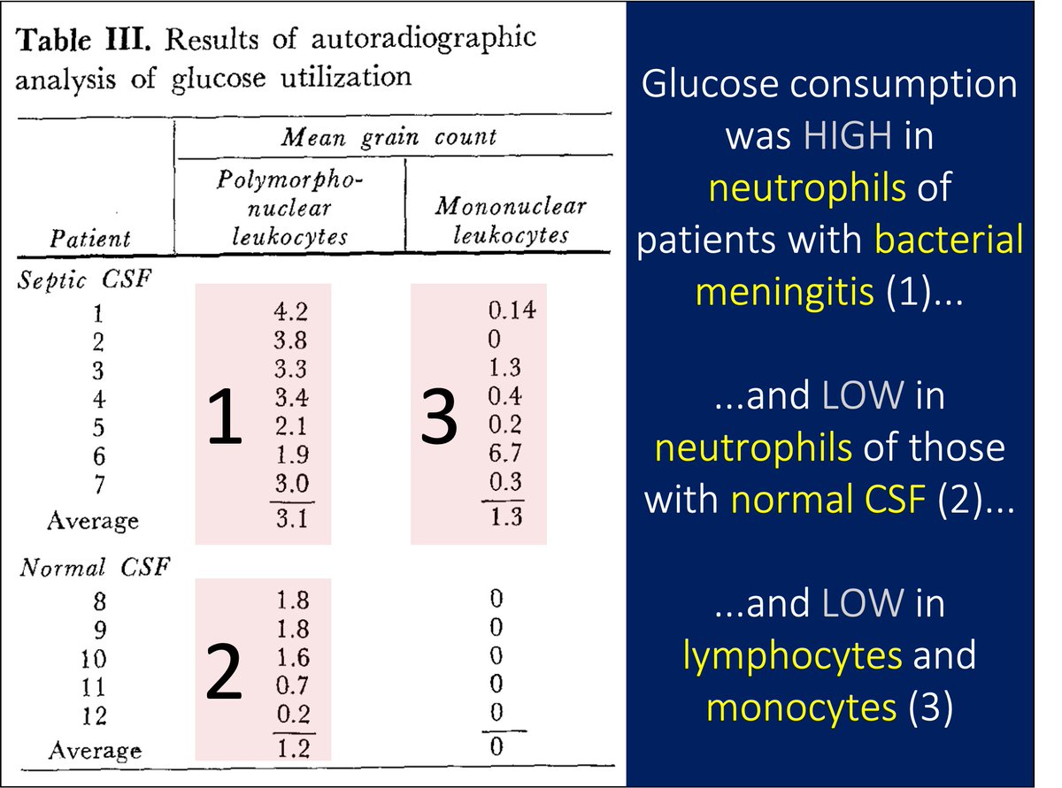 6/In fact, some studies suggest WBCs are an independent cause of hypoglycorrhachia, again via consumption.But, the study in tweet 5 suggests a synergistic effect of bacteria and WBCs. ☞ Maybe you need bacteria AND neutrophils to drop CSF glucose. https://pubmed.ncbi.nlm.nih.gov/6022180/ 