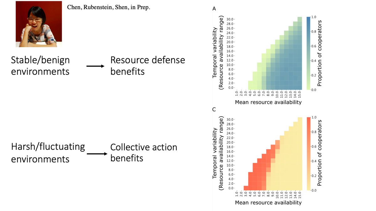 5/15 We further used an individual-based model to show that stable/benign environments promote the evolution of resource defense (RD) cooperation. And harsh/fluctuating environments promote the evolution of the collective action (CA) cooperation.  #AnimBehav2021