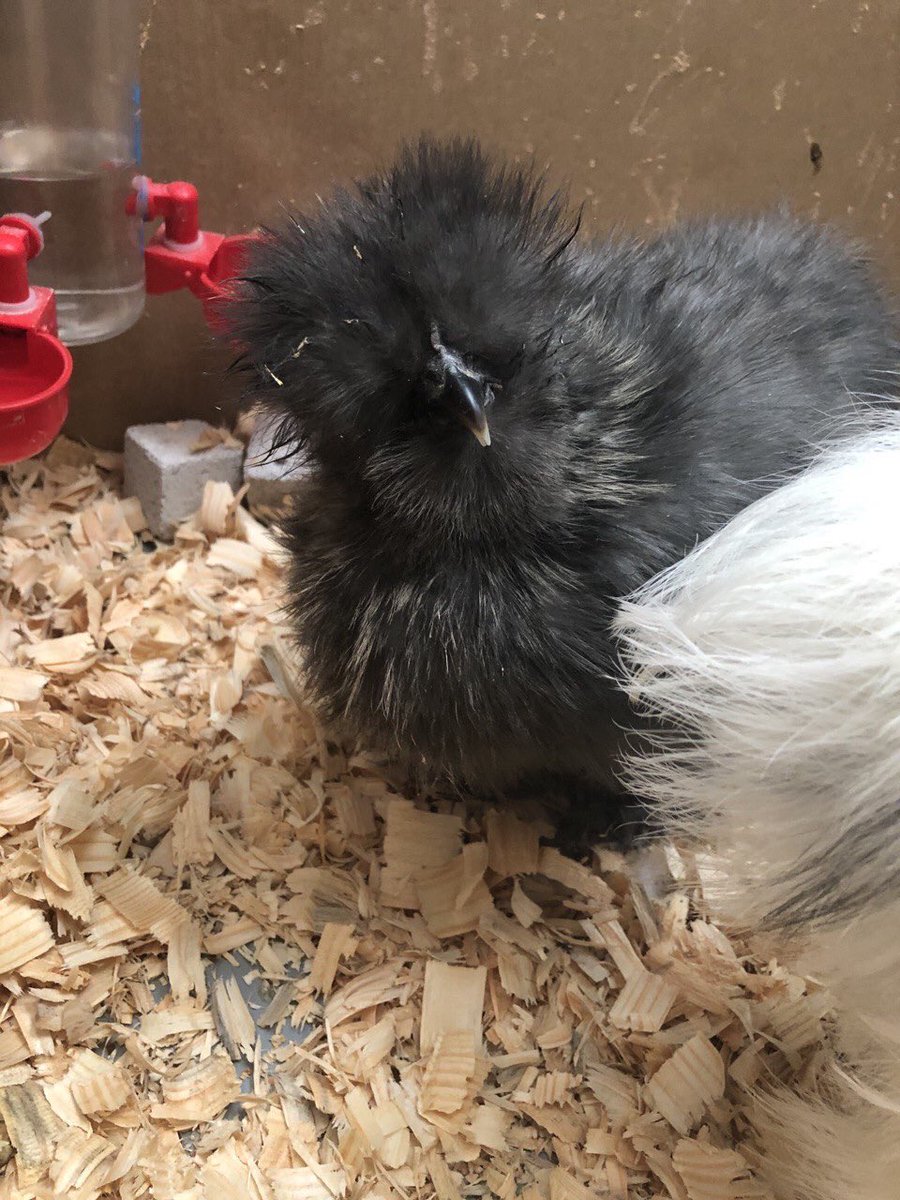 PanChicks's tweet photo. Where are ur guys’ ... eyes .... how’re u getting even foofier... https://t.co/fkmWsuK1Jt