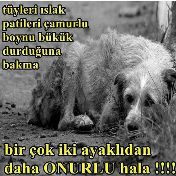 Apocan0110's tweet photo. @birolbasyigit @recepbayraktarr @kihayko @TCTarim https://t.co/80oKOzqHzB