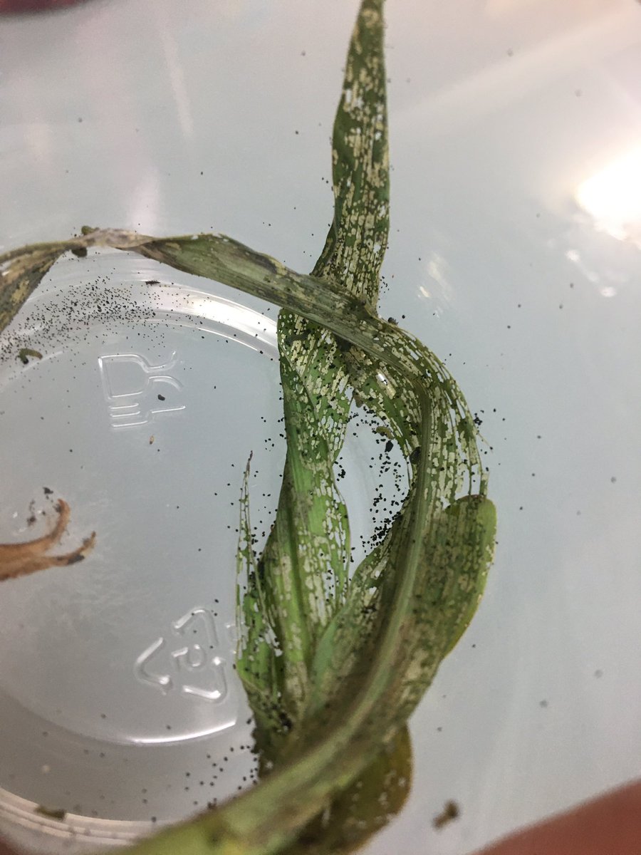 Finding some #FAW getting around in some Corn. Amazing the damage from one cluster. Keep an eye out for the invaders #AgVenger  <a href="/EldersLimited/">Elders</a>