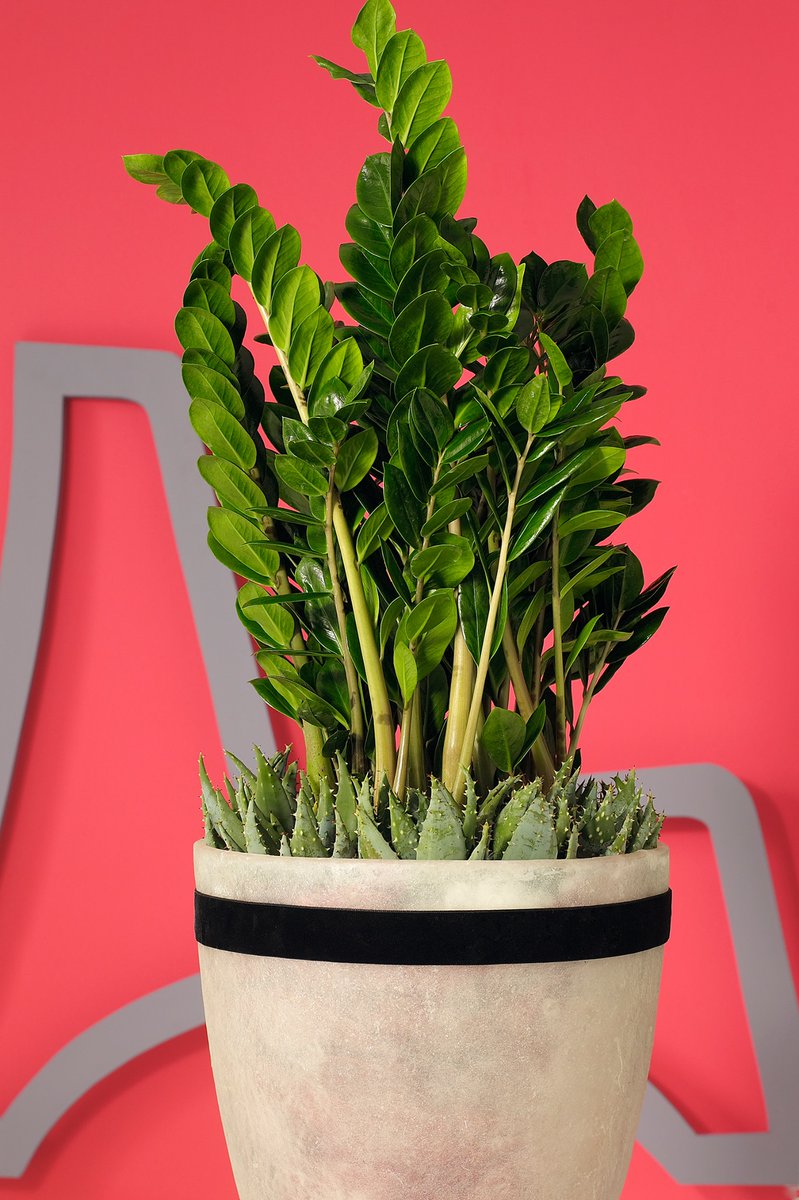 ZAMIOCULCAS |  Deze plant is trendy, stijlvol en makkelijk in de verzorging. De Zamioculcas is een plant met bladeren die 40 tot 60 cm lang worden. De plant kan prima met wat minder licht, daarom is de Zamioculcas perfect voor de donkere winterdagen. #vandijkflora #openuptogrow