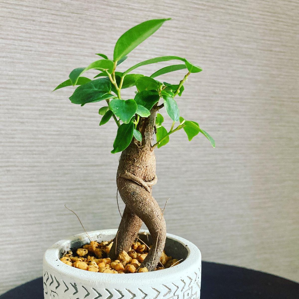 植物屋 Asante Ua アサンテ ウウア Auf Twitter 人みたいなガジュマル見つけた やばいかわいいww 観葉植物 ガジュマル 植物販売 植物屋 Asante Ua アサンテ ウウア Auf Twitter 人みたいなガジュマル見つけた やばいかわいいww 観葉植物 ガジュマル 植物販売