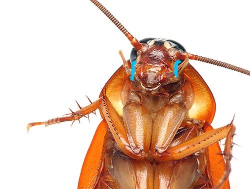 แมลงสาบ tweet media