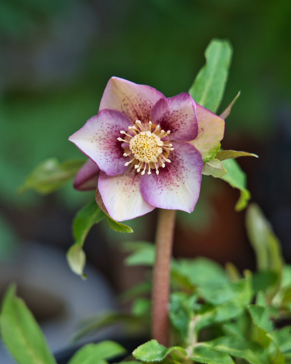 野々口稔 M Nonokuchi 1月30日 土 から音ノ葉で販売する 広瀬園芸 のクリスマスローズを撮影して 音ノ葉hpに掲載しました T Co 3xzznlhkie クリスマスローズ大好き 音ノ葉 ヘレボルス 広瀬園芸 クレオパトラ 野々口稔 T Co