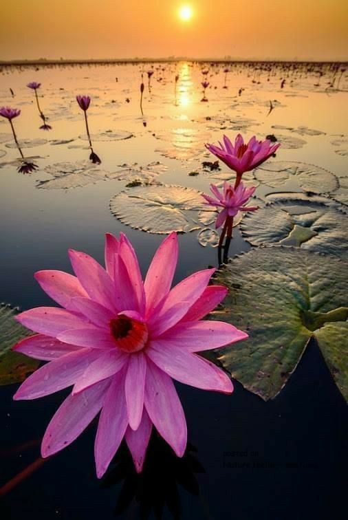 BeautyNature___'s tweet photo. Good morning everyone. 
#nature #NaturePhotography https://t.co/ZQTiaQIXXX