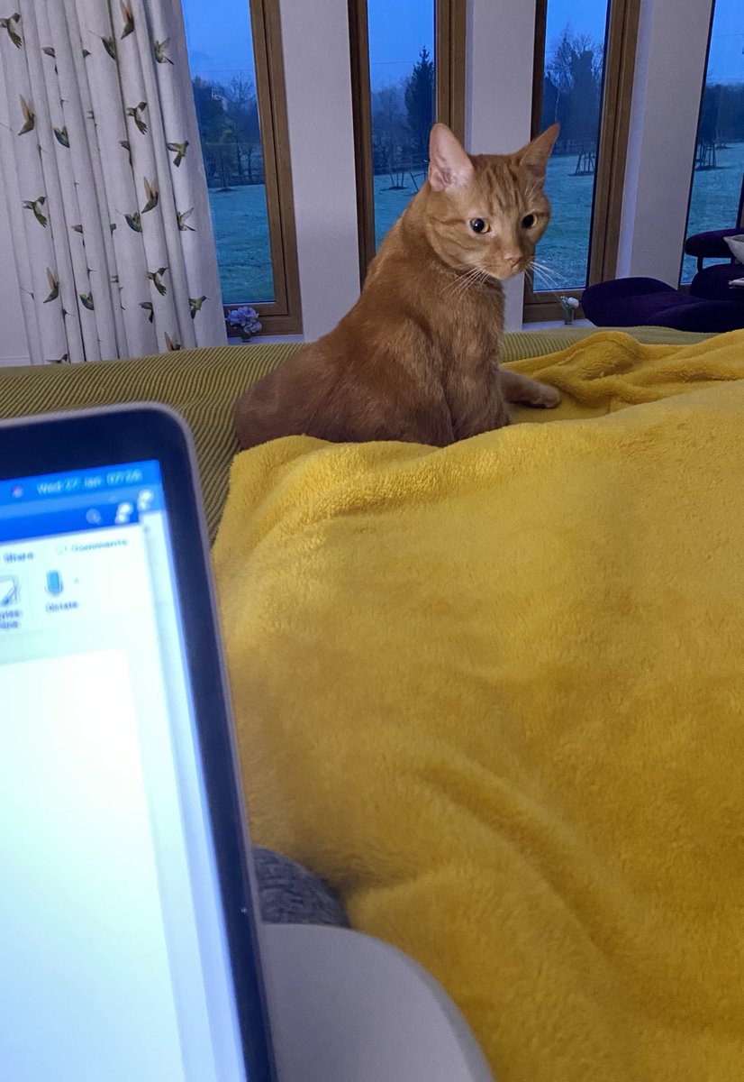 MarvellousMinds's tweet photo. Another #5amWritersClub in the bag and Rodney wants breakfast #CatsOfTwitter #writing #ChillyOutThere https://t.co/InnCrzNeCE