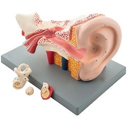 City_Cat_Lab's tweet photo. Our Biology Equipment Range:
1. Human Ear on Base
2. Model of Human Eye on Stand
3. Model of Human Heart
4. Human Brain on Base

For more Laboratory Products, please visit our below websites:
URL: https://t.co/EN8PdIRWwx

Follow us on:
Facebook: https://t.co/nuPJYVbYrM https://t.co/P74COhbu8D