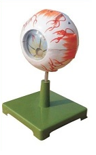 City_Cat_Lab's tweet photo. Our Biology Equipment Range:
1. Human Ear on Base
2. Model of Human Eye on Stand
3. Model of Human Heart
4. Human Brain on Base

For more Laboratory Products, please visit our below websites:
URL: https://t.co/EN8PdIRWwx

Follow us on:
Facebook: https://t.co/nuPJYVbYrM https://t.co/P74COhbu8D