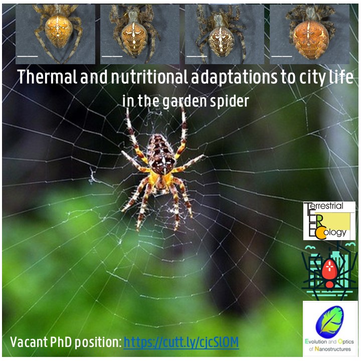 We have two #Phd positions in our group. RT.
position on: #urban #ecology #spiders #insectdecline
ugent.be/en/work/vacanc…

position on #modeling #eco-evo #genome #adaptation
ugent.be/en/work/vacanc…