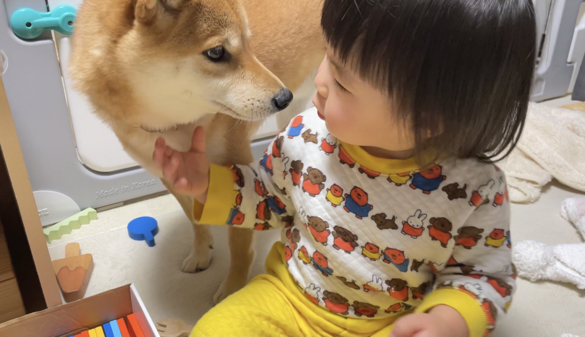 柴犬りんご郎 アイリスペットどっとコムにて執筆中の成長日記を更新しました 成長する姿はあっという間なので 今目の前にある景色を大切に過ごしていきたい T Co Rosz3yixmy