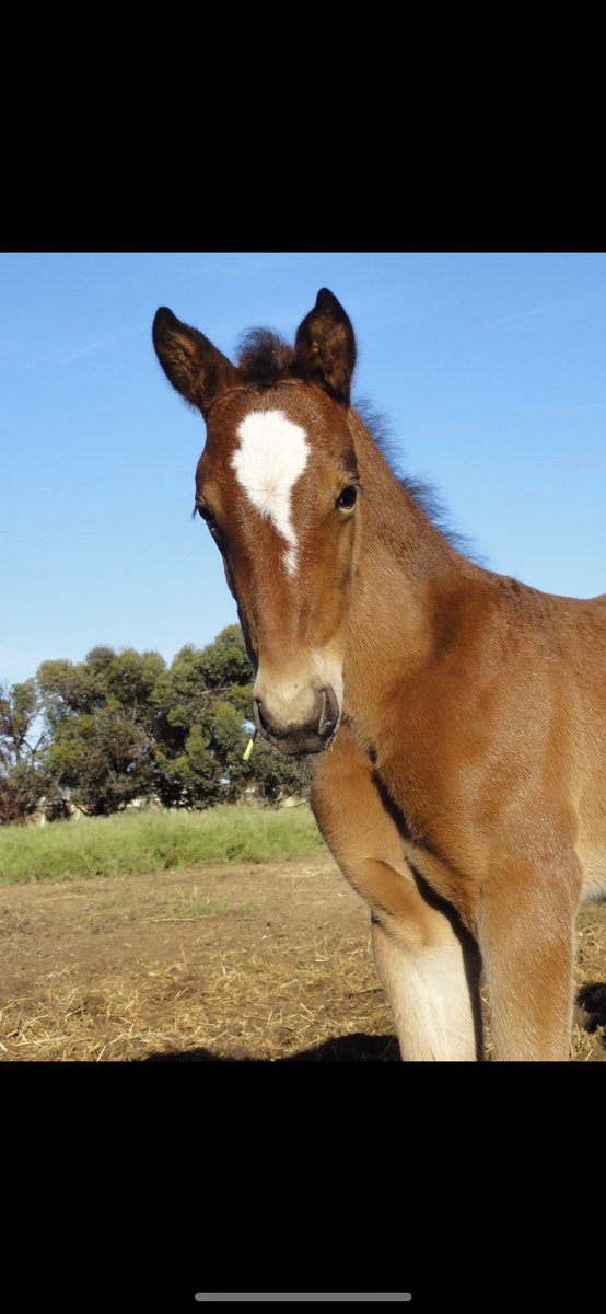 TSllinke's tweet photo. The babies are growing fast and into lovely strong horses 💪😍 1st foal a filly #Downbytheseaside X #ReilQuick (blaze), 2nd foal a filly #WhattheHill X #Consica. Hard to pick a favourite out of these ladies 💛🖤💛 #downbytheseaside #whatthehill @WoodlandsStudNZ https://t.co/ApQHjlht3Z