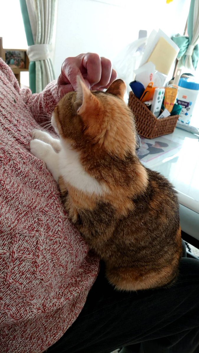 imomilk_30's tweet photo. お父ちゃんのお腹でくつろぐネコ
すごい触りたい😂 https://t.co/0KncGGLMAR
