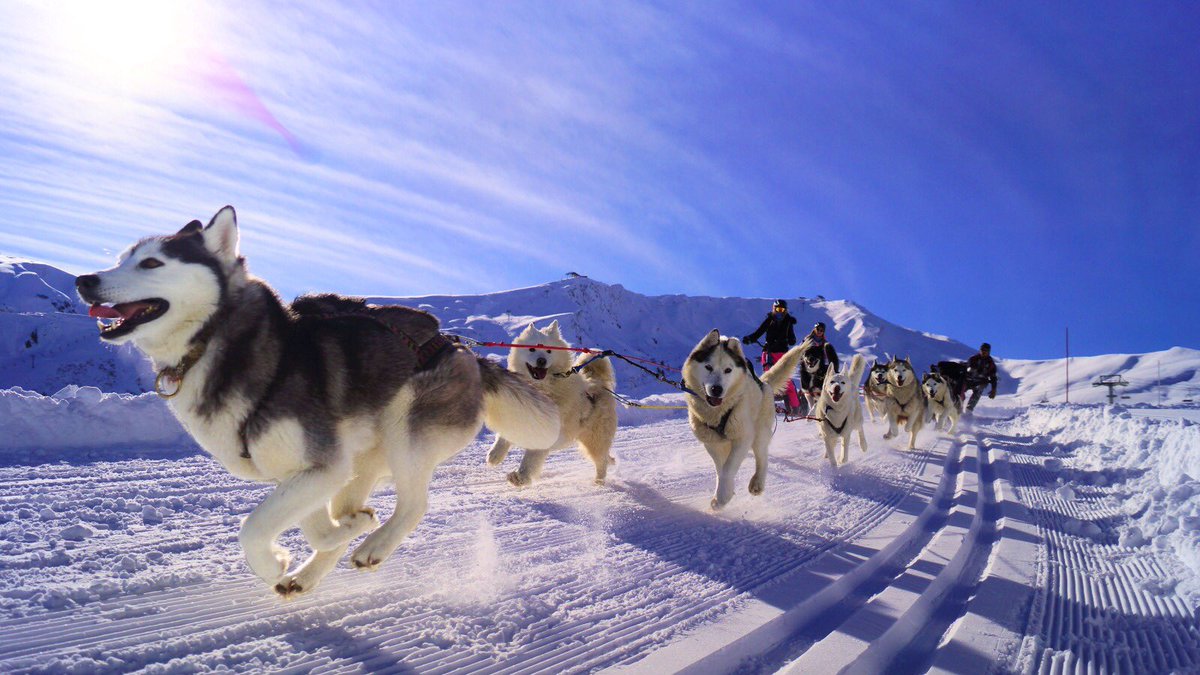 LaToussuire's tweet image. Ambiance grand nord hier sur le plateau de l’Eriscal. Une journée superbe pour faire du chien de traîneaux ou de la Trottinette électrique, deux des nombreuses activités possibles sans remontées mécaniques. @SavoieMontBlanc @RDV_Experience @FranceMontagnes @FrenchMountains #chien