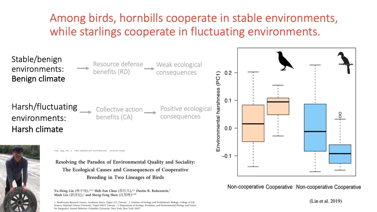 11/15 We also conducted comparative studies, replicating previous studies, and found that hornbills evolved cooperative breeding behaviors in stable environments. In contrast, starlings tend to evolve cooperative breeding behaviors in fluctuating environments.  #AnimBehav2021