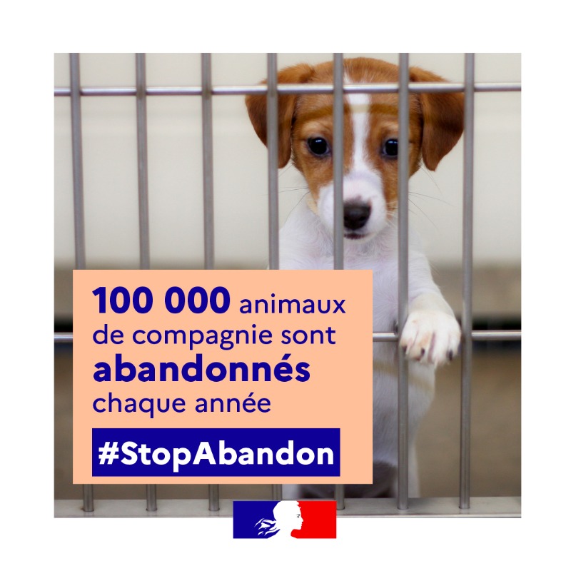 Agri_Gouv's tweet photo. « Un animal de compagnie n’est ni un consommable ni un jouet ; en être propriétaire, c’est en être responsable. » #StopAbandon