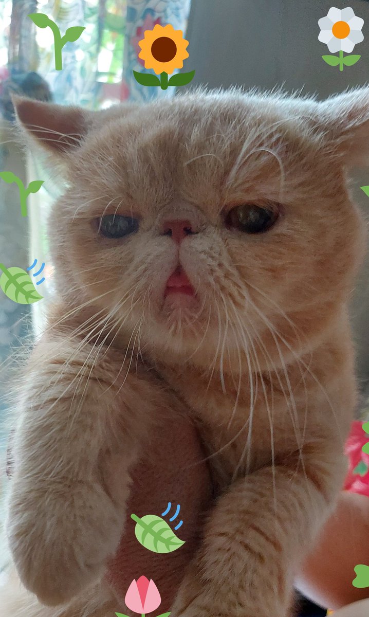 sethpuertoluna's tweet photo. Please rt! Pls help me pay for my cat's vet bills; he has a UTI and had to get blood tests and an x ray (to identify what was up) i got his cat food and meds but the vet bill was 3,000 pesos (62 usd) I'm already super broke bcos of c0vid and quarantine;; pls in sorry (link below) https://t.co/Quntn9GRUF