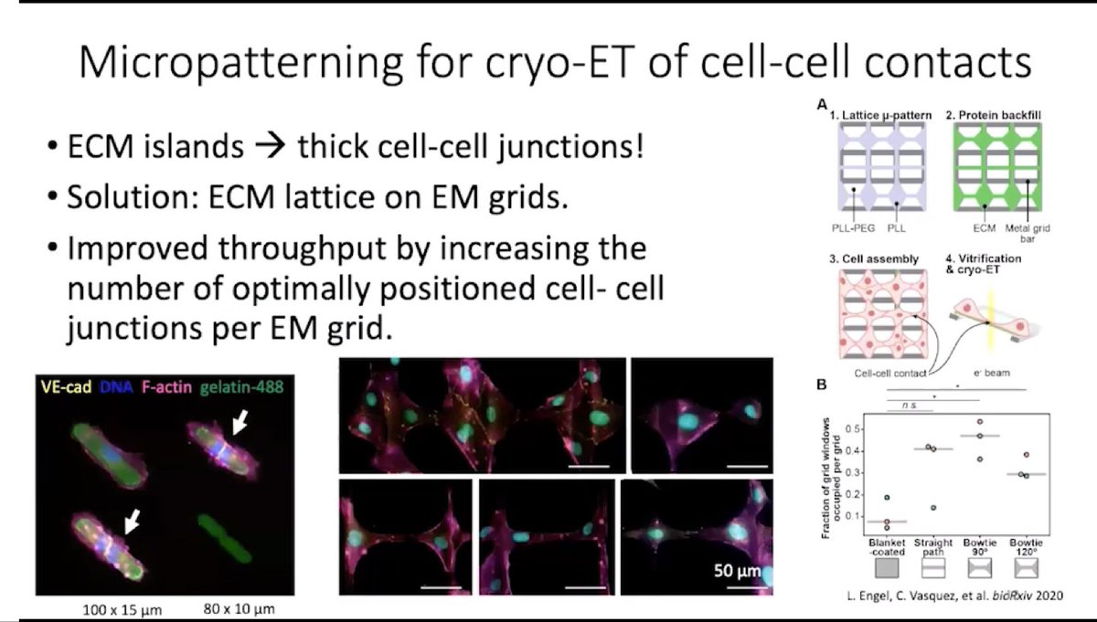 AlveoleLab's tweet photo. Replay available now: #cellbio2020 tech talk "Digging deeper into cellular mechanisms with micropatterning and cryo-ET" by @Leeya_Engel, @MatthijnVos, @lea_swk, @Po_Strale 👉https://t.co/McwFxbnzlz
#micropatterning #cryoET #cellbiology #intracellular #structuralbiology https://t.co/R0quY0ZTiH