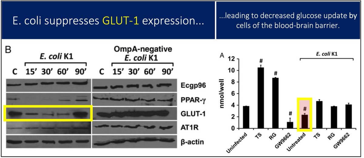 10/More recently it was shown that E. coli downregulates GLUT-1 in human blood-brain barrier cells, leading to inhibition of glucose uptake.Whether similar downregulation occurs with other bacteria, I do not know. https://pubmed.ncbi.nlm.nih.gov/27456707/ 