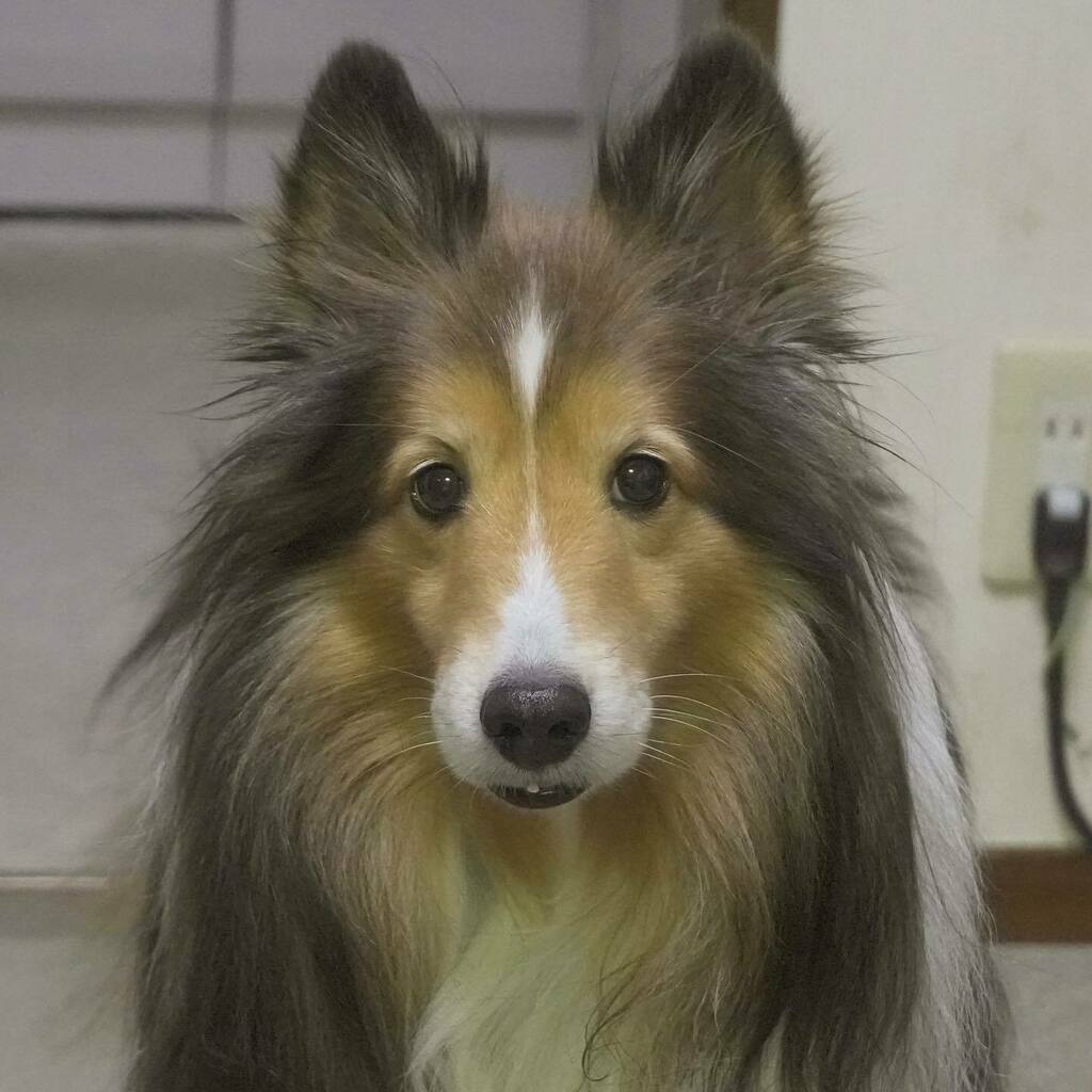 かわいい子犬屋さん