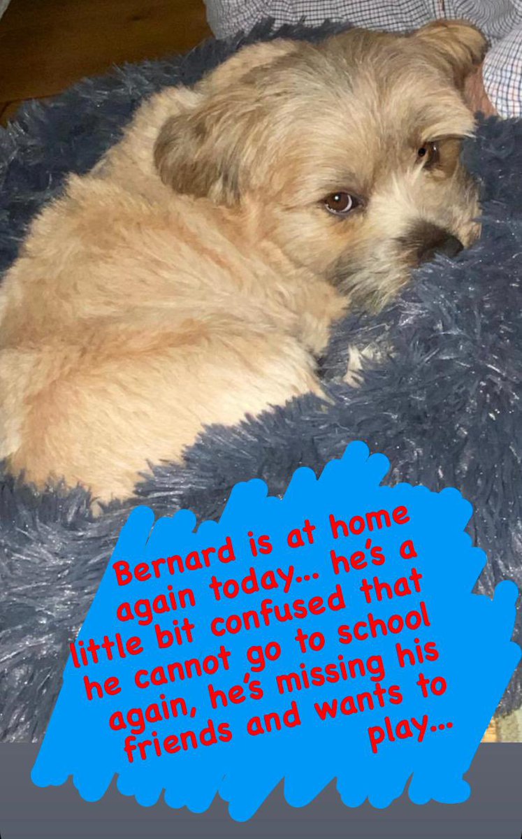Head over to Bernard’s Instagram page instagram.com/bernardthebudd… to follow his adventures at home today 🐶🐾 #schooldog #manchesterschooldog #manchesterschools #remotelearning #follow