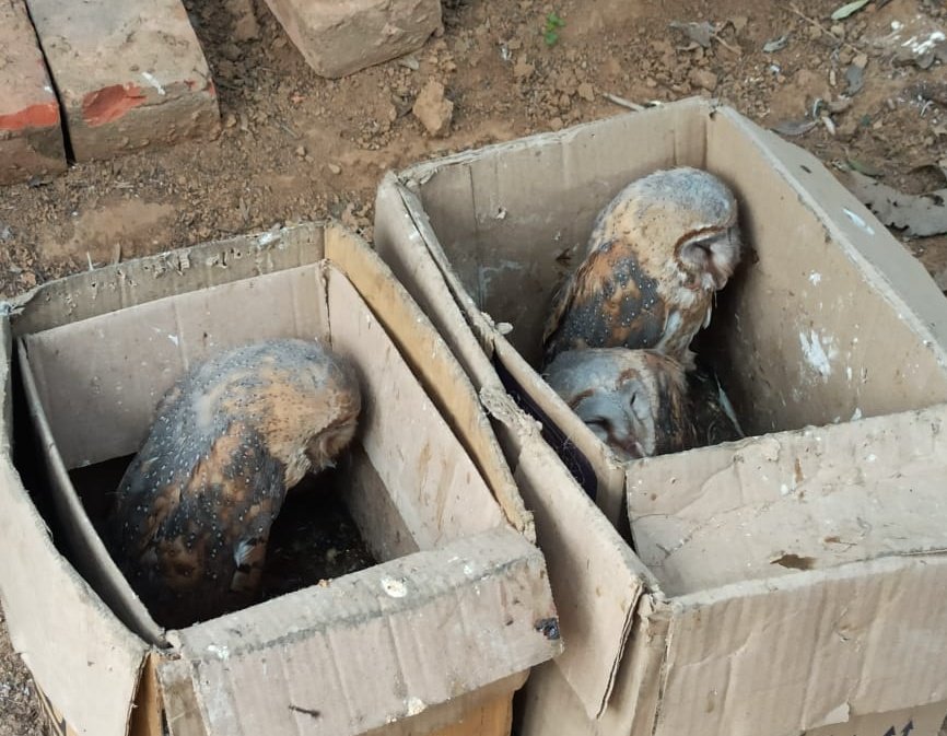 Owls are traded illegally in large numbers for black magic and sorcery driven by superstition.

Hunting of and trade in all Indian owl species is banned under the Wildlife (Protection) Act 1972 of India. 

Pic is from @ifs_bharat who rescued these Barn owls.

#stopwildlifetrade