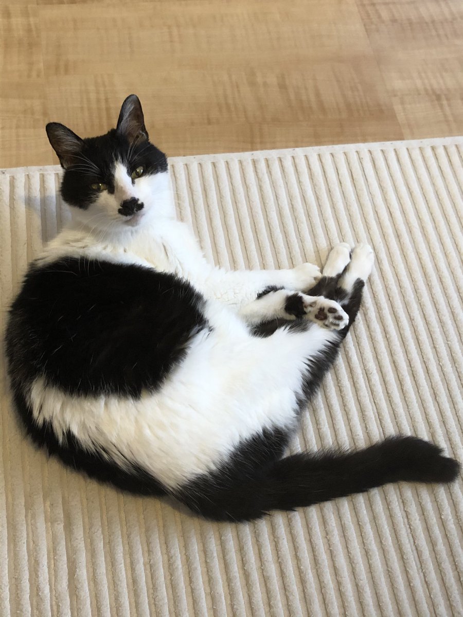 折笠富美子 今朝 愛猫セロリ巨匠が 天国に旅立ちました 21歳 素晴らしい相棒であり ナイトであり いつも護られてた私でした 苦しまず ただ安らかに 悲しいお別れ ぽっかり よくわからないでいます 最期までカッコいい 有難うを花束