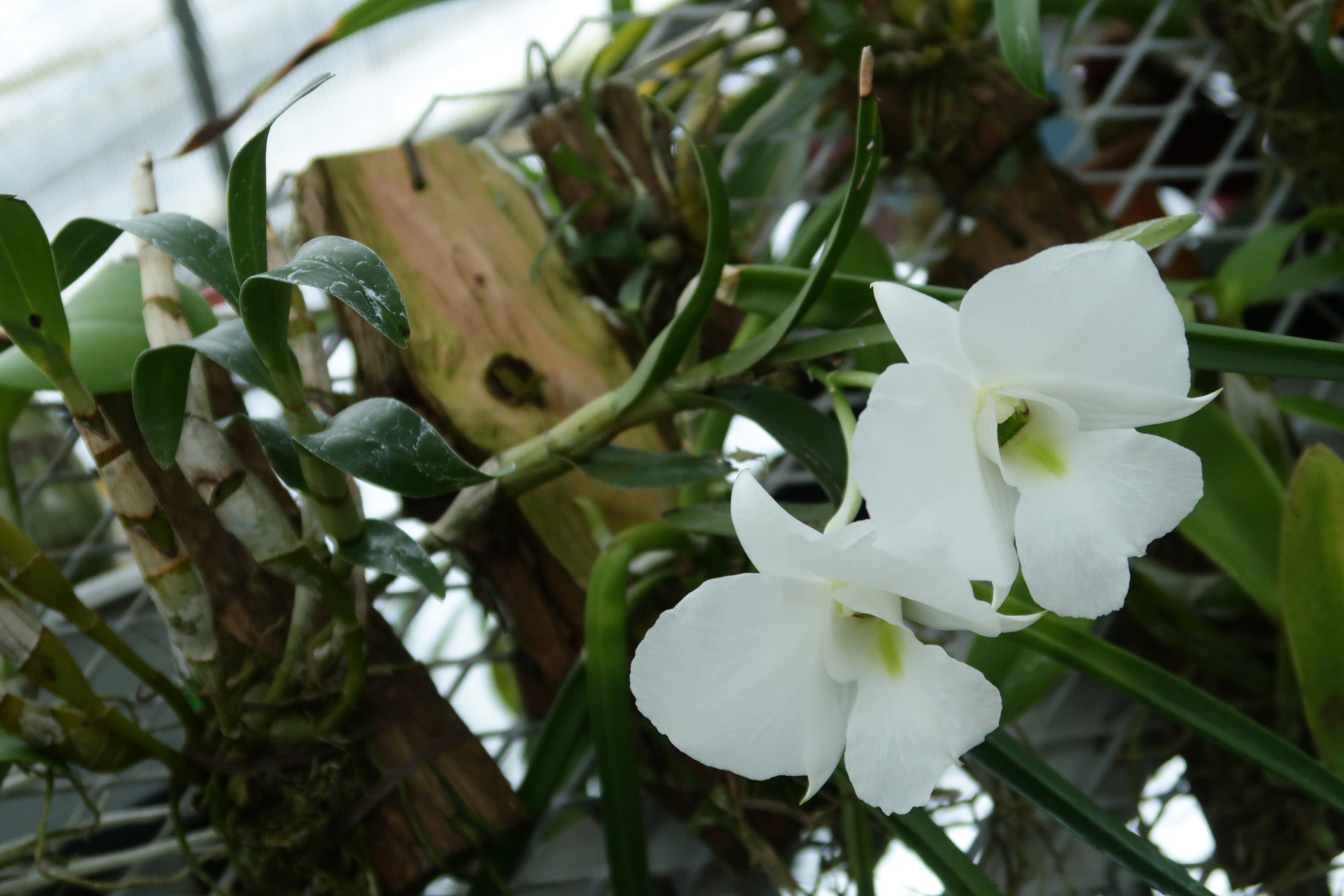 株 東京オーキット ナーセリー フィリピン原天使のように真っ白なデンドロ原種の花が咲いています Dendrobium Schuetzei 新芽が腐っています 死んで天界に帰る前にセルフ実生が出来ると良いのですが T Co Orvff7gybw Twitter
