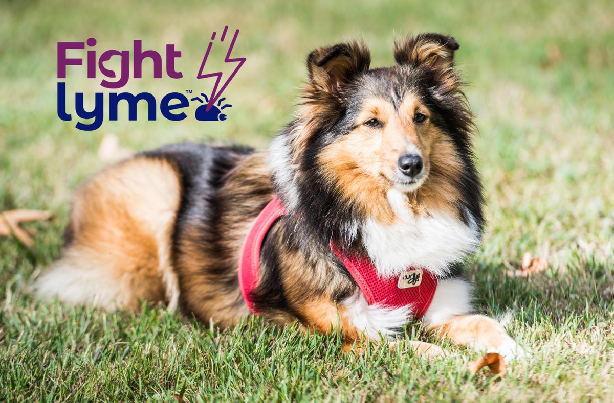 Fight_Lyme_'s tweet photo. What is the main vector of the Borrelia burgdorferi bacteria? The right answer is A: Lyme disease, also known as #Lyme #Borreliosis, is a bacterial disease transmitted to humans, dogs, and other animals by ticks belonging to the Ixodes genus.#Lyme #Dog #healthyanimals #zoonoses https://t.co/poxQS9XTZM