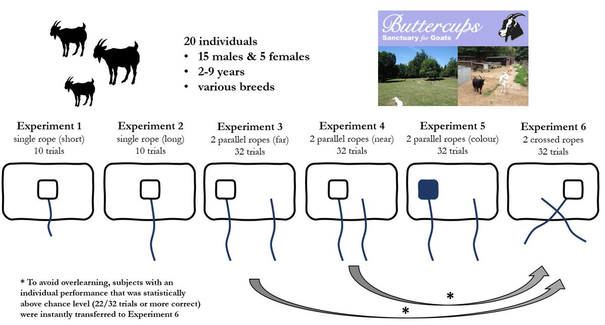 2  #AnimBehav2021We investigated whether goats would (a) spontaneously pull a string to receive a reward and if they do so (b) whether they show a causal understanding of the connection between the string and the reward.