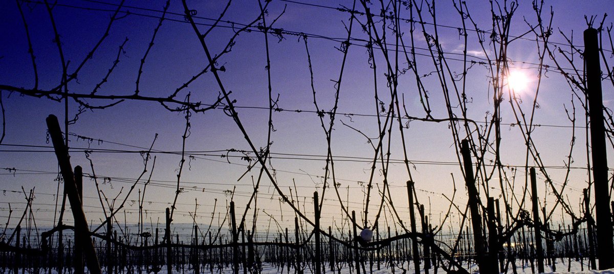 Weinland #Deutschland zeigt sich zzt noch von seiner winterlichen Seite deutscheweine.de Das lockt Spaziergänger an. #Winzer widmen sich derweil dem Rebschnitt youtube.com/watch?v=mXyluQ… und legen damit den Grundstein für den Jg. 2021 im #Weinbau via Deutsches <a href="/Weininstitut/">Deutsches Weininstitut / The German Wine Institute</a>