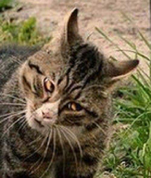 Gua serius ni bro! Jangan sampai paw aku terbang ke muka kau!