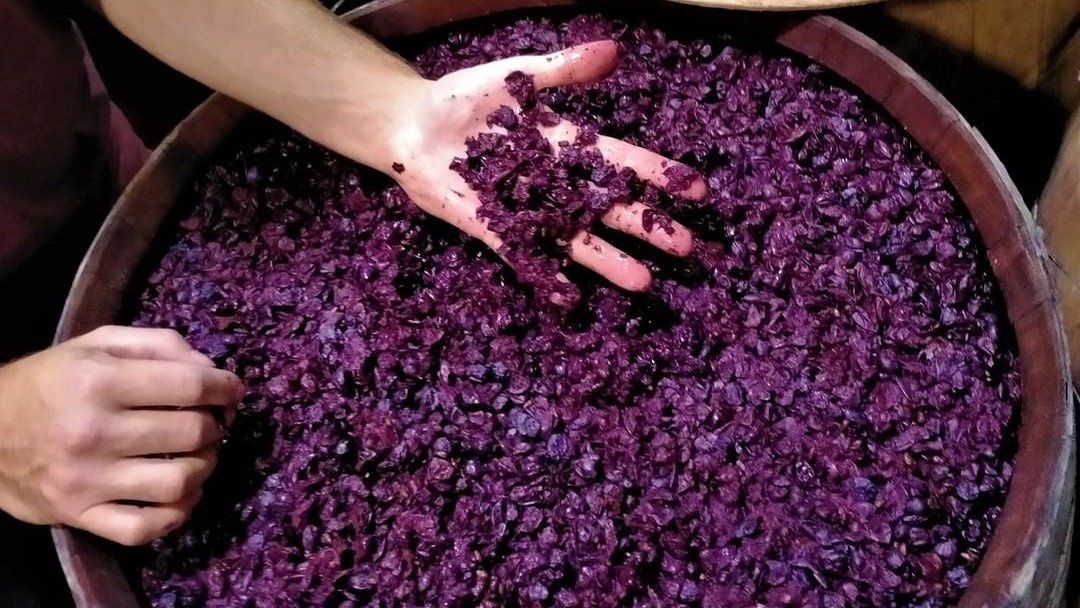 CorteseSicilia's tweet photo. During the #fermentation, pomace is pushed up by carbon dioxide up to form a compact superficial layer. That's when the practice of #fulling begins: the pomace is immersed in the must on a regular basis, at least two or three times a day and strictly by hand.

#organicwine https://t.co/w38QYMwxsg