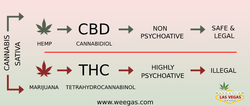 weegasdotcom's tweet photo. #cannabis #sativa #CBD #marijuana #Hemp https://t.co/IAi2gK3cCj