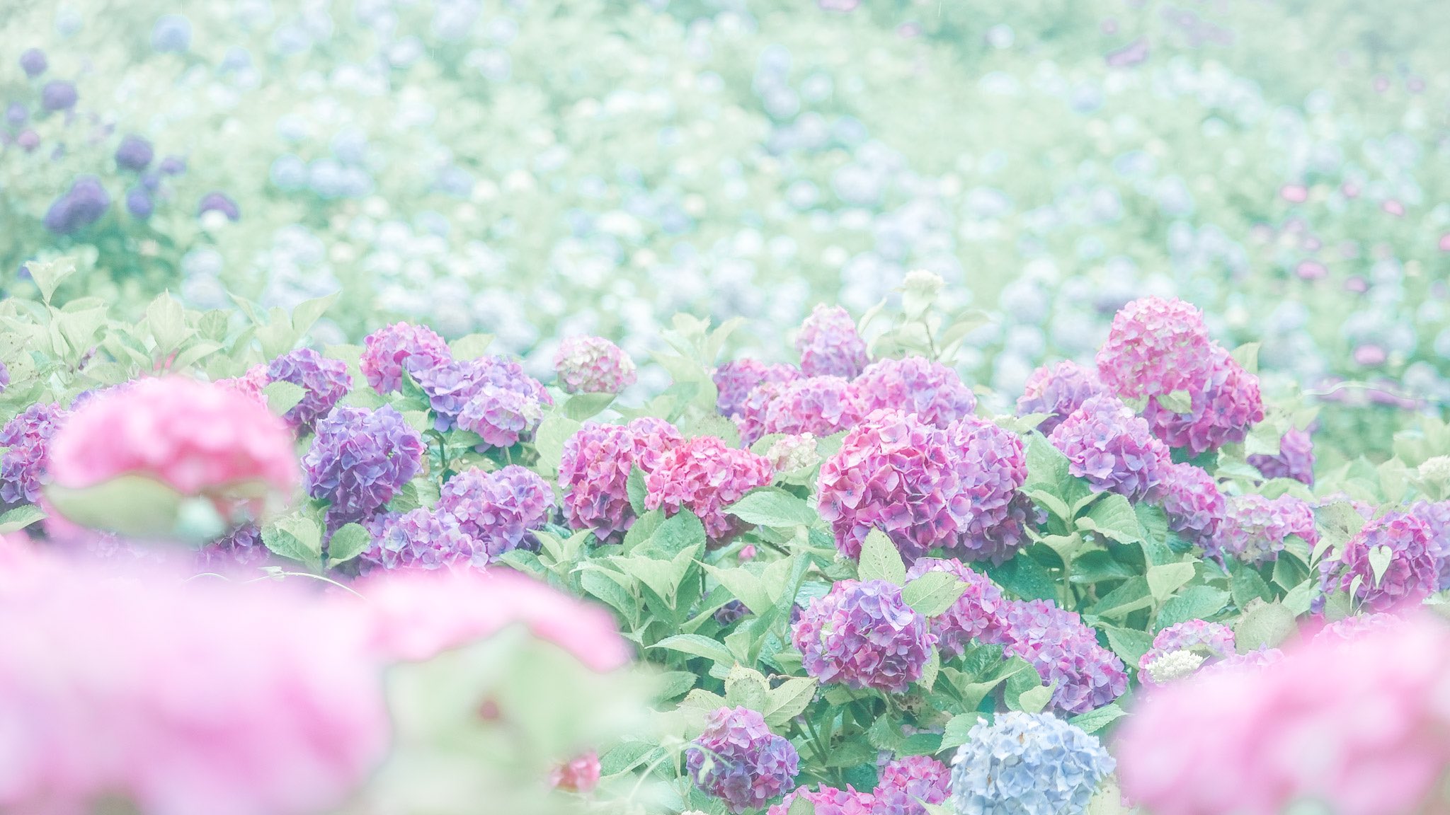 Mei 毬のような四葩にふわり 飛び込んでしまえたらいいのに 四葩 紫陽花の別名 四枚の花弁の意 T Co Dbks8te3wz Twitter