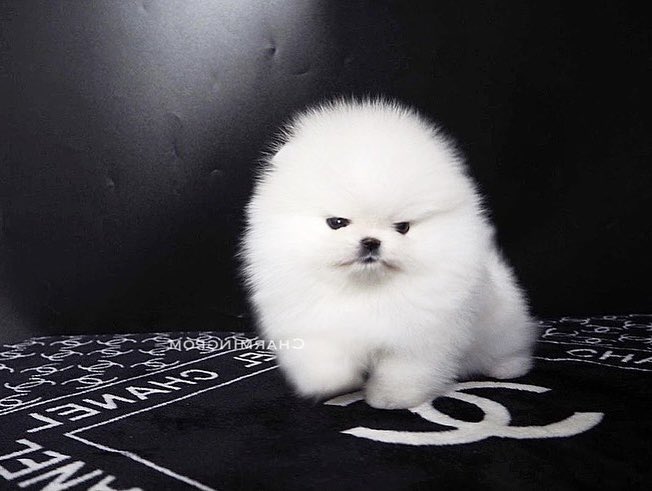 愚鈍 クーフーリリィが連れているのはポメラニアン オルタですね ええ この毛がむっちり詰まったふっくらボディとキュートな手足を持つ犬種と言えばポメラニアンですからね ええ