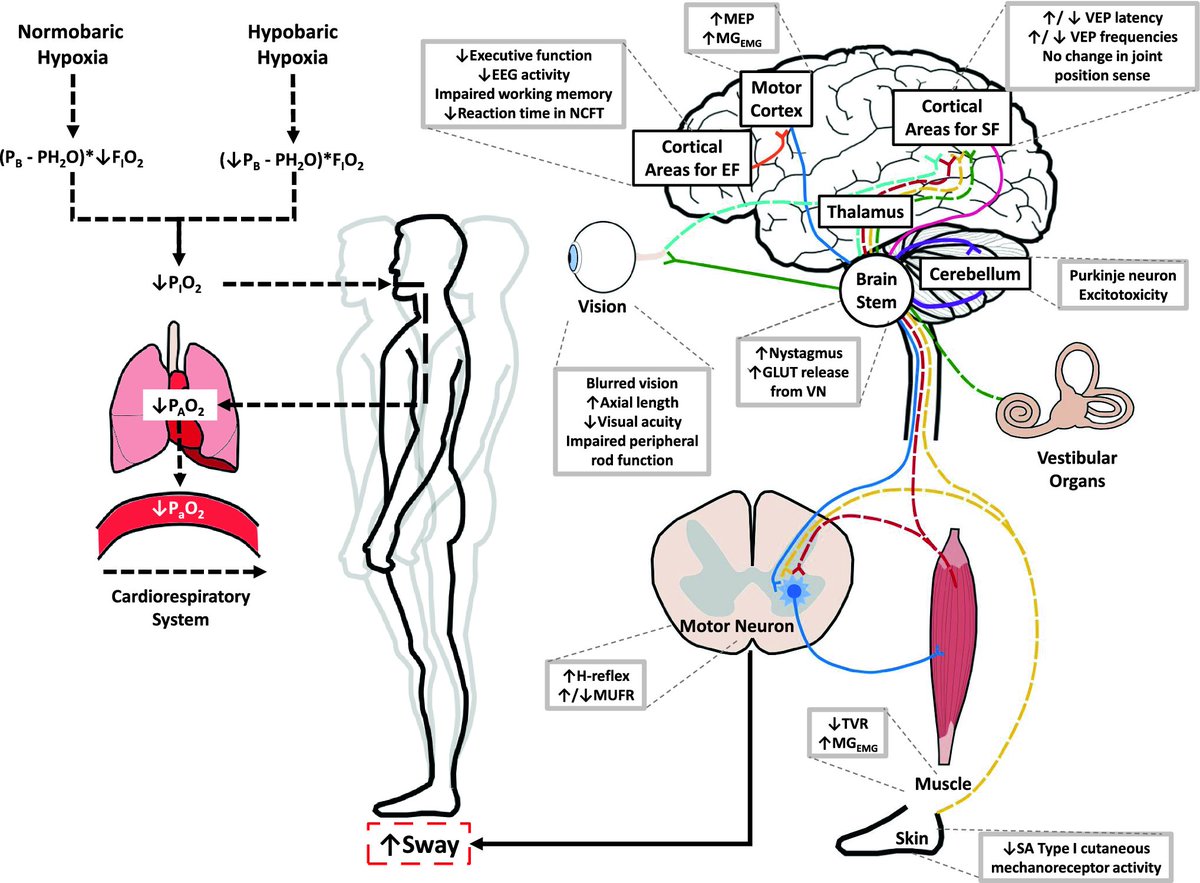 European Journal of Applied Physiology tweet media
