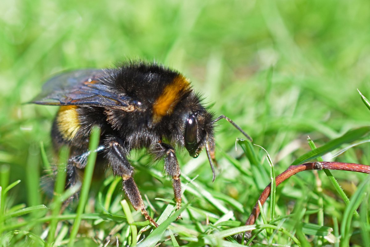 BumblebeeTrust's tweet photo. Found a bumblebee stranded in winter? Not sure what to do? Here's three questions you should ask before rescuing a bumblebee: https://t.co/FTaoVxvQ1n
Remember to never feed a bumblebee honey or brown sugar and always leave them outdoors to continue their lifecycle. https://t.co/Nw92FoZZNL
