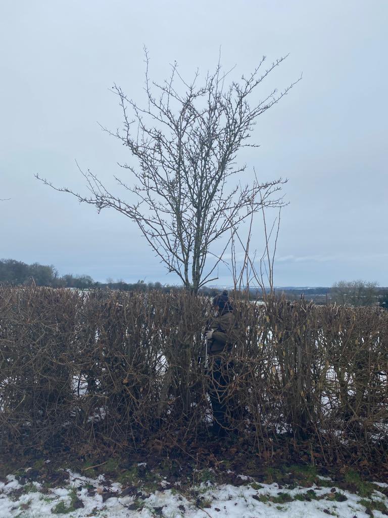 Spot the gardener....#winter #pruning #gardening