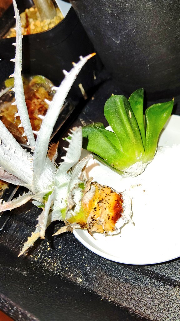 つくし 多肉植物垢 メネデール液につけて 苗にはルートンも付けました よし終わり 無事に根よ出てこい 楽しみ O O 多肉植物 ガーデニング メネデール ルートン T Co Qqhtcn6dgu Twitter