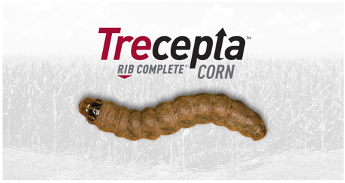 Trecepta 🌽 is here and ready to kick some insect butt including Western bean cutworm. Talk to your seed partner about #Trecepta today! bit.ly/2YjfHXJ