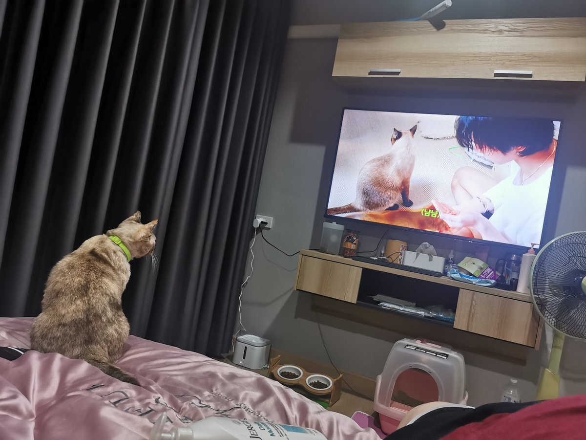 lepidolite91's tweet image. #KitTENCamReact ดูแบบตาไม่กระพริบเลย