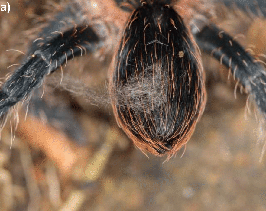 saoirseguita's tweet photo. 2/6 #AnimBehav2021
Using our #PhylogeneticTree alongside color data for each included genus, we reconstructed the ancestral histories of blue and green colors among tarantulas. We (Pagel) tested for correlations between the colors and #urtication, #stridulation, and #arboreality. https://t.co/oi2SCmxKuY