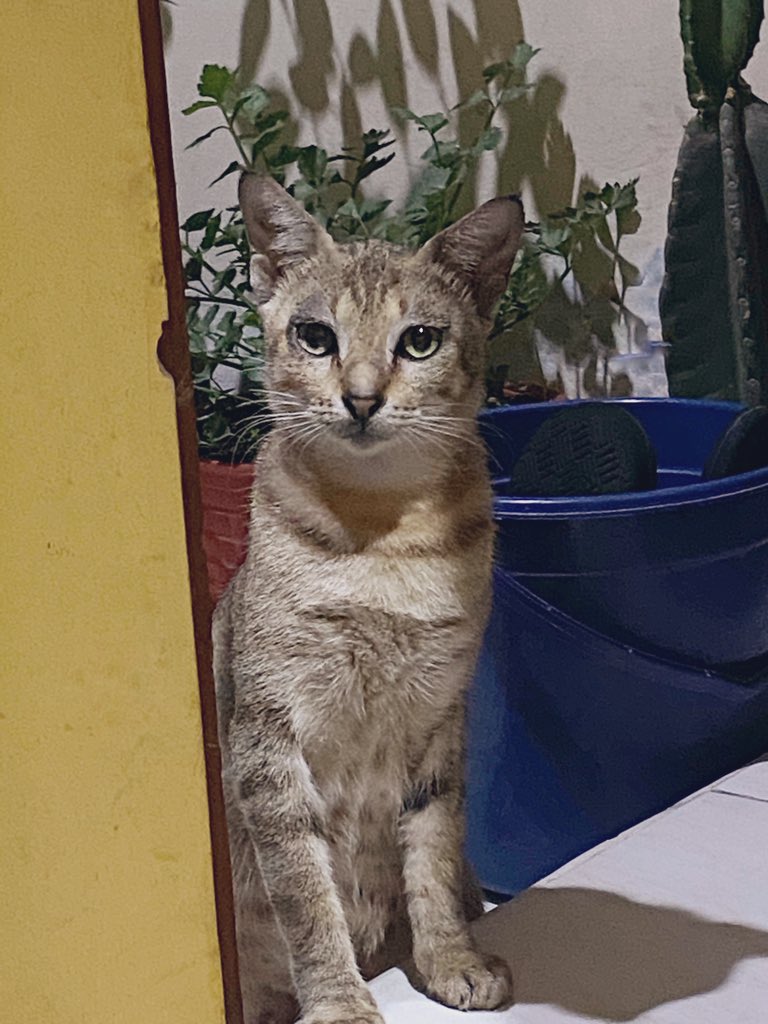Tiba-tiba ada yang nyamperin. Ga tau dari mana, baru kali ini liat di lingkungan rumah. Tp diliat-liat kok dia kucing cantik anggun gt sih.