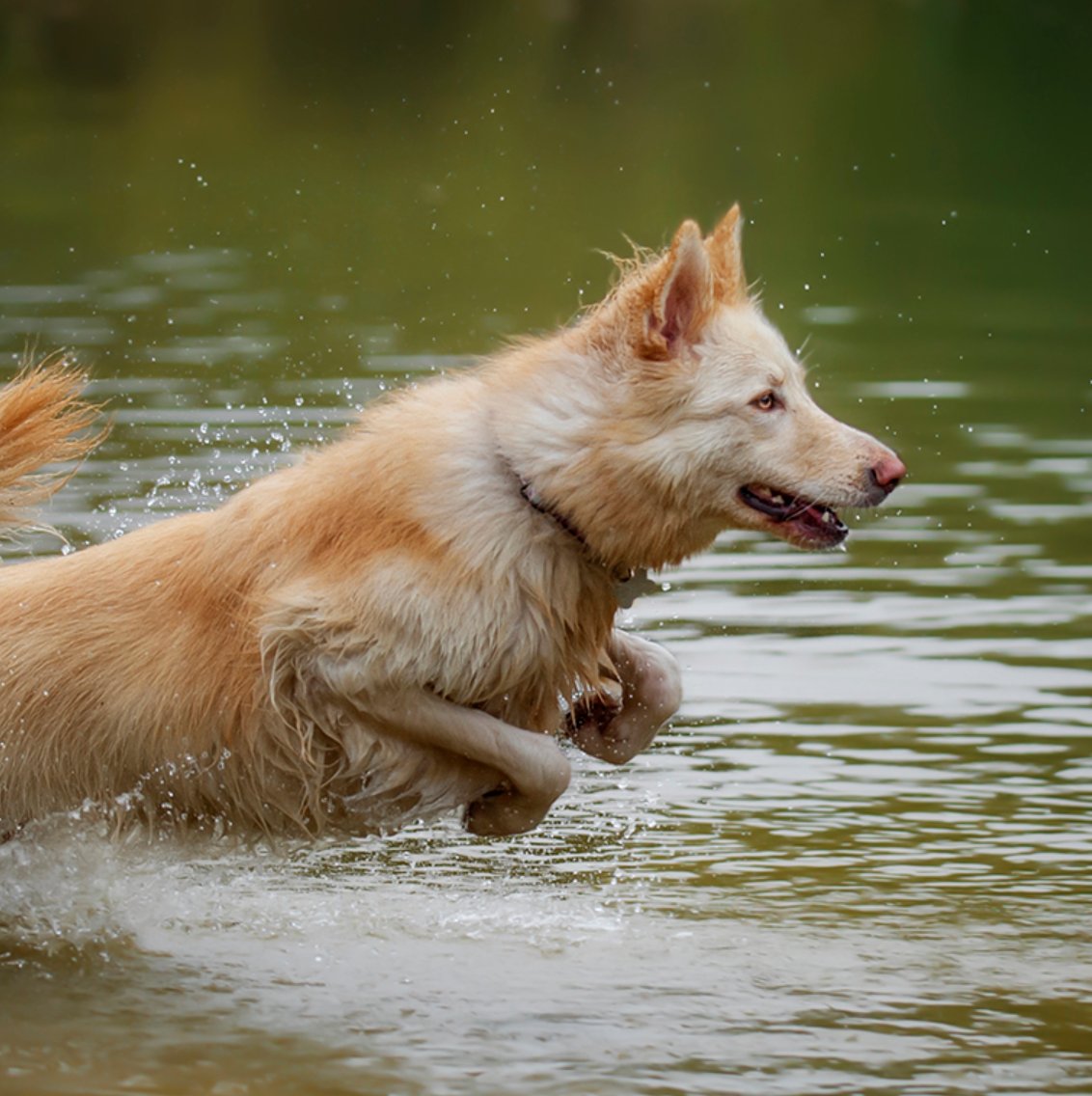 Looking for a gift for the dog lover in your life? 🐶 Why not buy them a photoshoot for their pooch?

Our friends <a href="/Doglife360/">DogLife360</a> have partnered up with Specialist Pet Photographer <a href="/DetheoPhoto/">Detheo Photography</a> to bring you the very best experience! 📸

Find out more here 👉 shop.doglife360.co.uk/collections/ve…