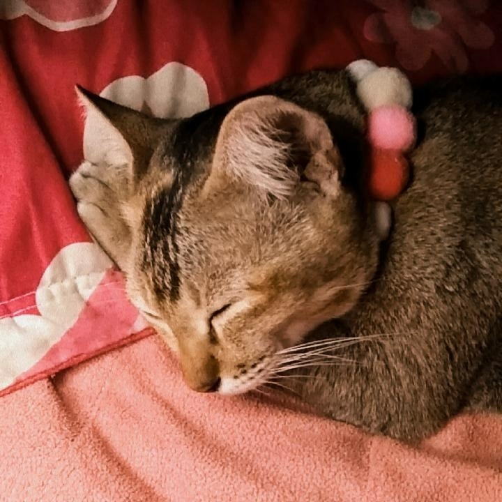 hyodarker's tweet image. ดูพี่เตนล์แล้วหลับปุ๋ย💤 การันตีโดยมะแงวคั้บ! #KitTENCamReact