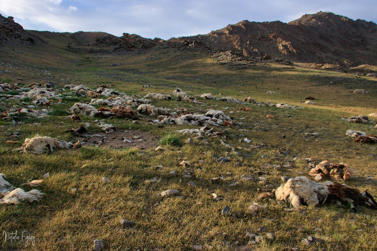 Caminant per l'estepa es veuen constants recordatoris de com de brutal és l'hivern. Carcasses i pells per tot arreu, centenars d'animals que no van sobreviure perquè van arribar ja molt afeblits als inicis de la primavera. L'estudiant ja copsa que la natura al camp és implacable.