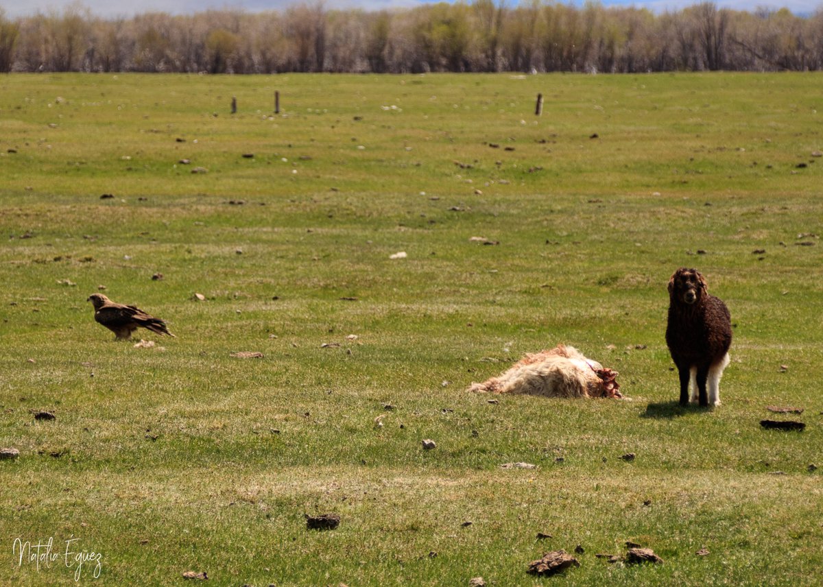 I que existeix una cadena tròfica. Els depredadors han de menjar i les presses han de morir. I a vegades trobes escenes esgarrifoses com quan veus de lluny, a les 7 del mati, un xai al costat d'un cadàver envoltat d'àligues (quan ens apropàvem moltes van agafar el vol).
